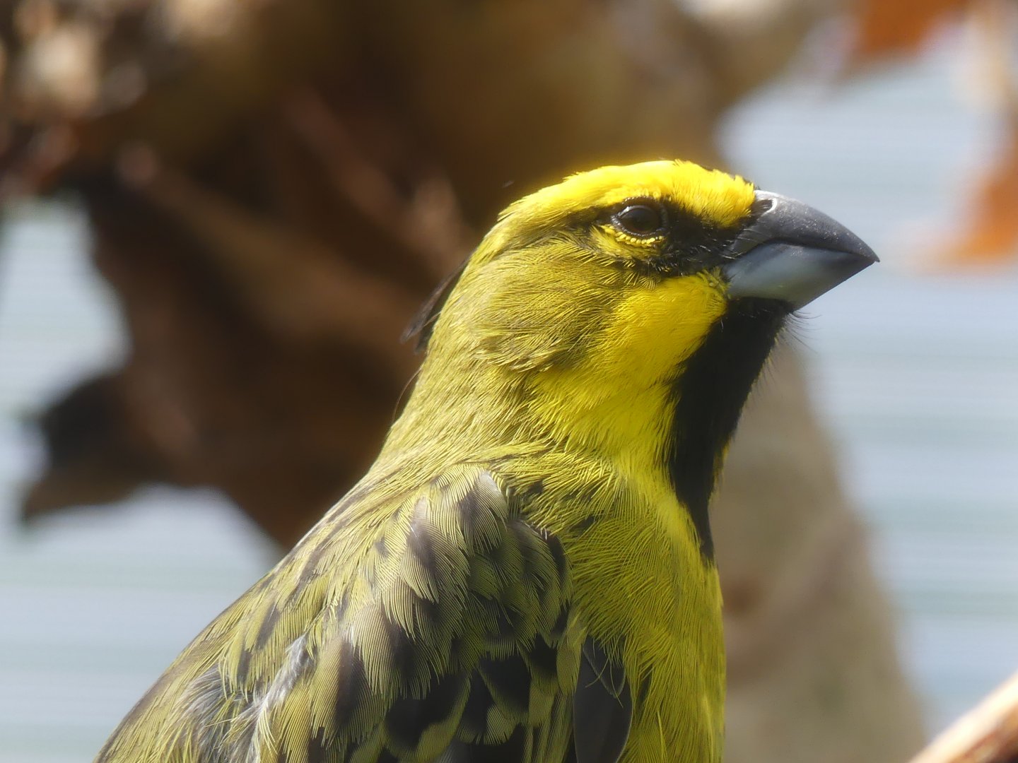Yellow Cardinal (male)