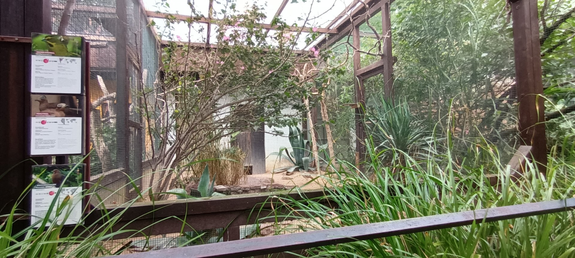 Yellow Cardinal, Socorro Dove and Peruvian thick Knee Aviary