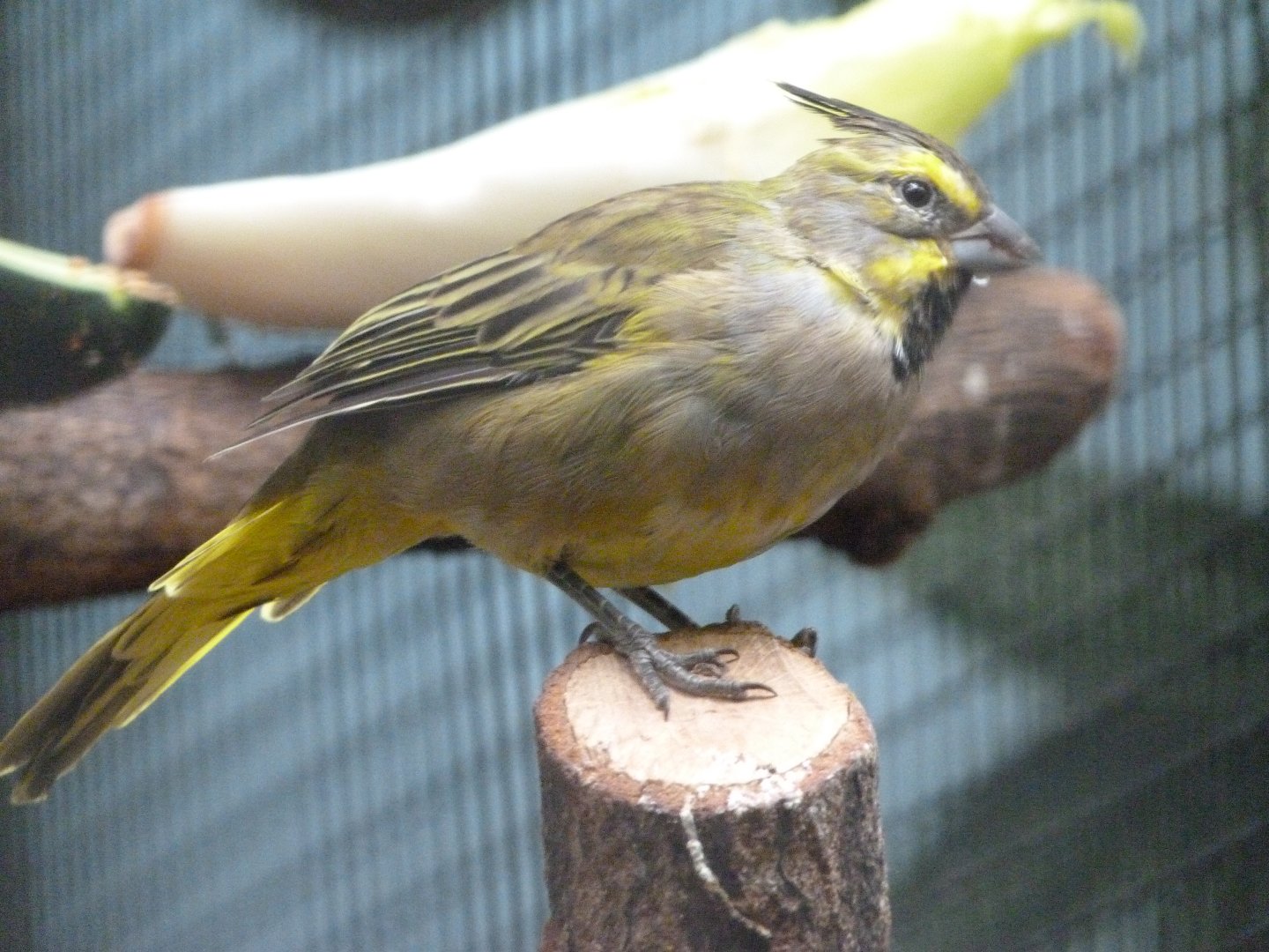 Yellow cardinal -Zoologischer Garten Berlin (2024)