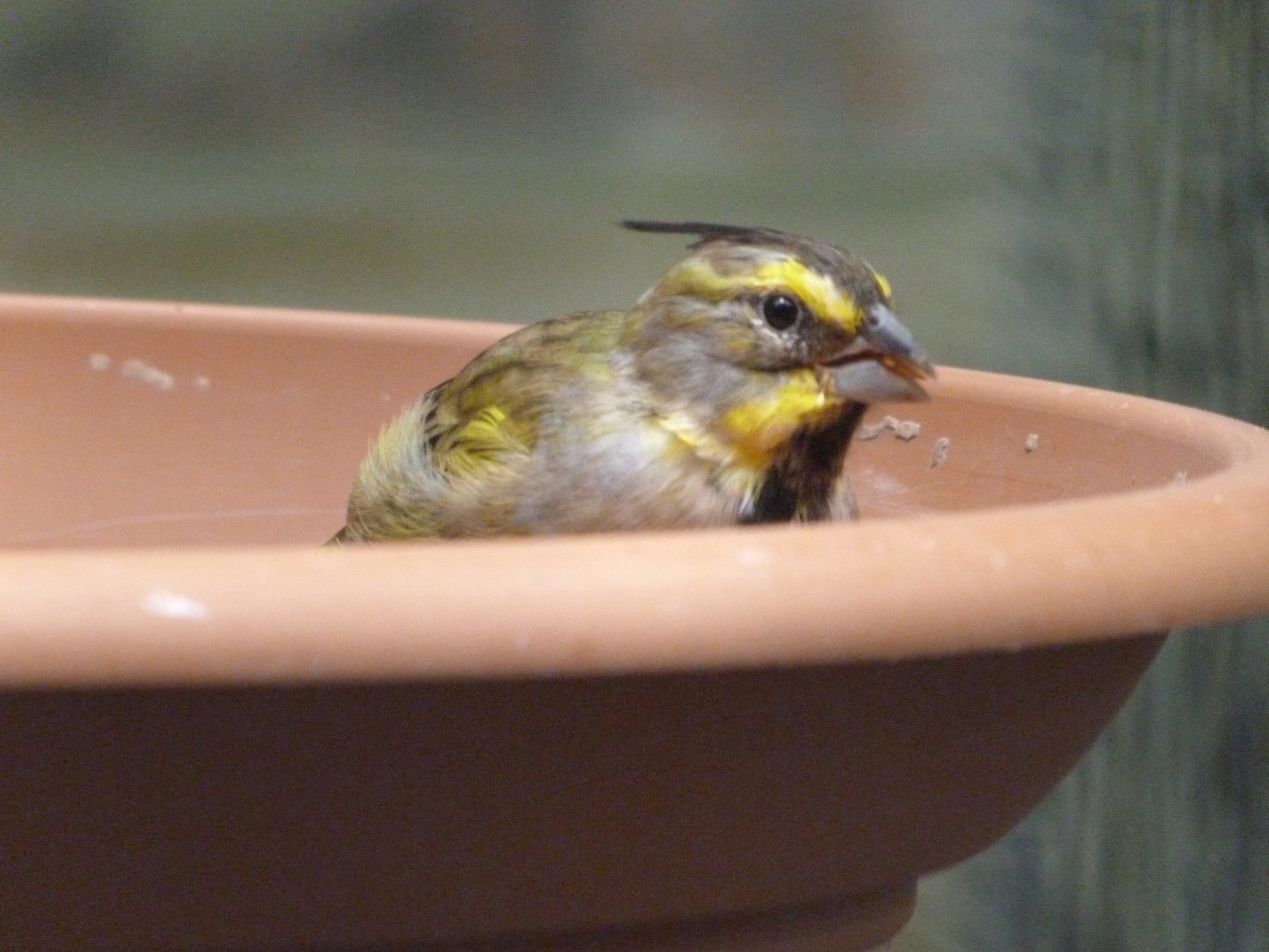 Yellow cardinal -Zoologischer Garten Berlin (2024)
