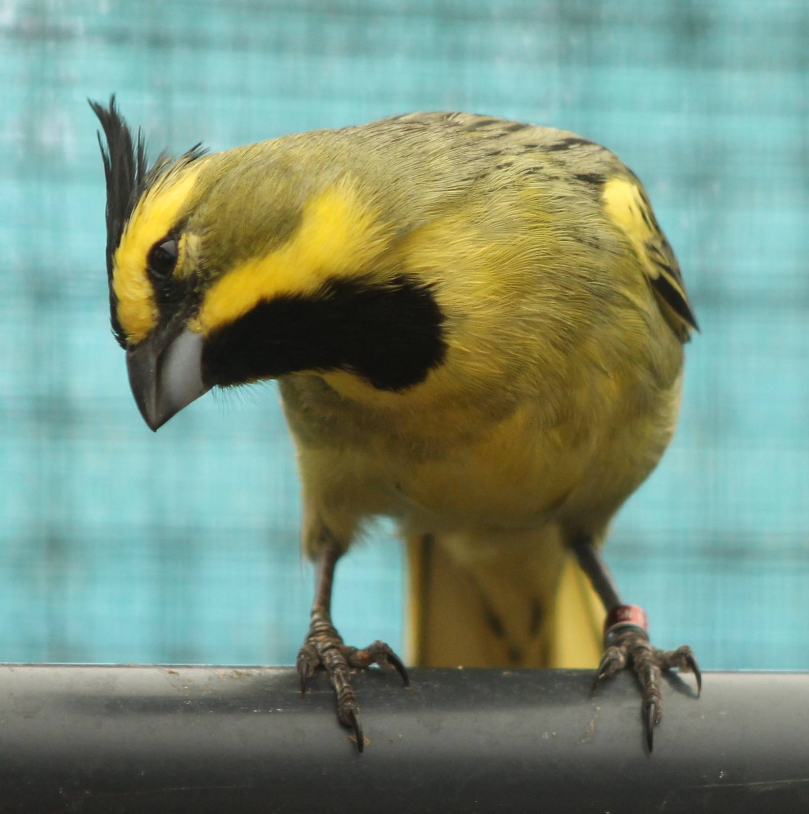Yellow cardinal