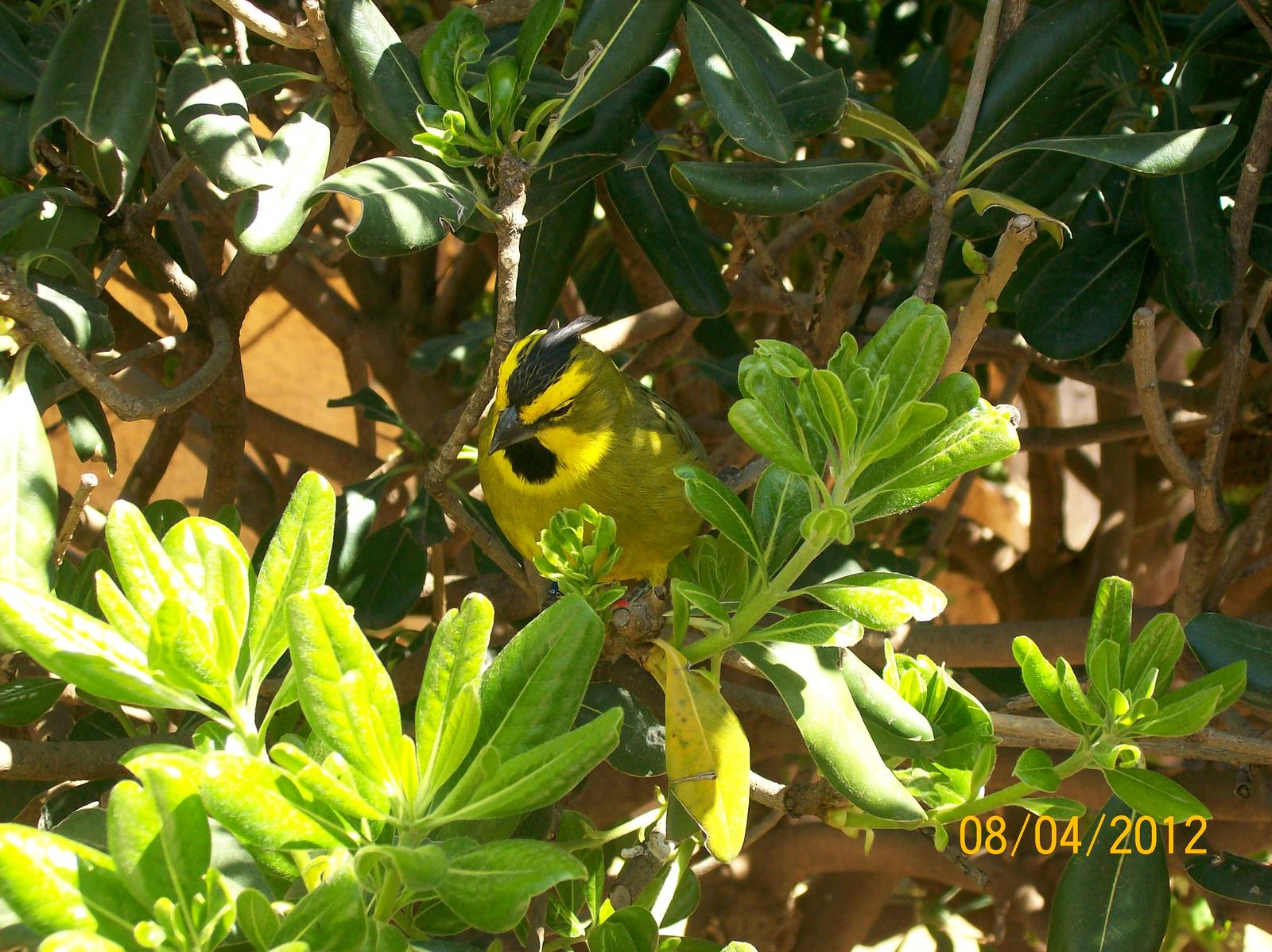 Yellow cardinal