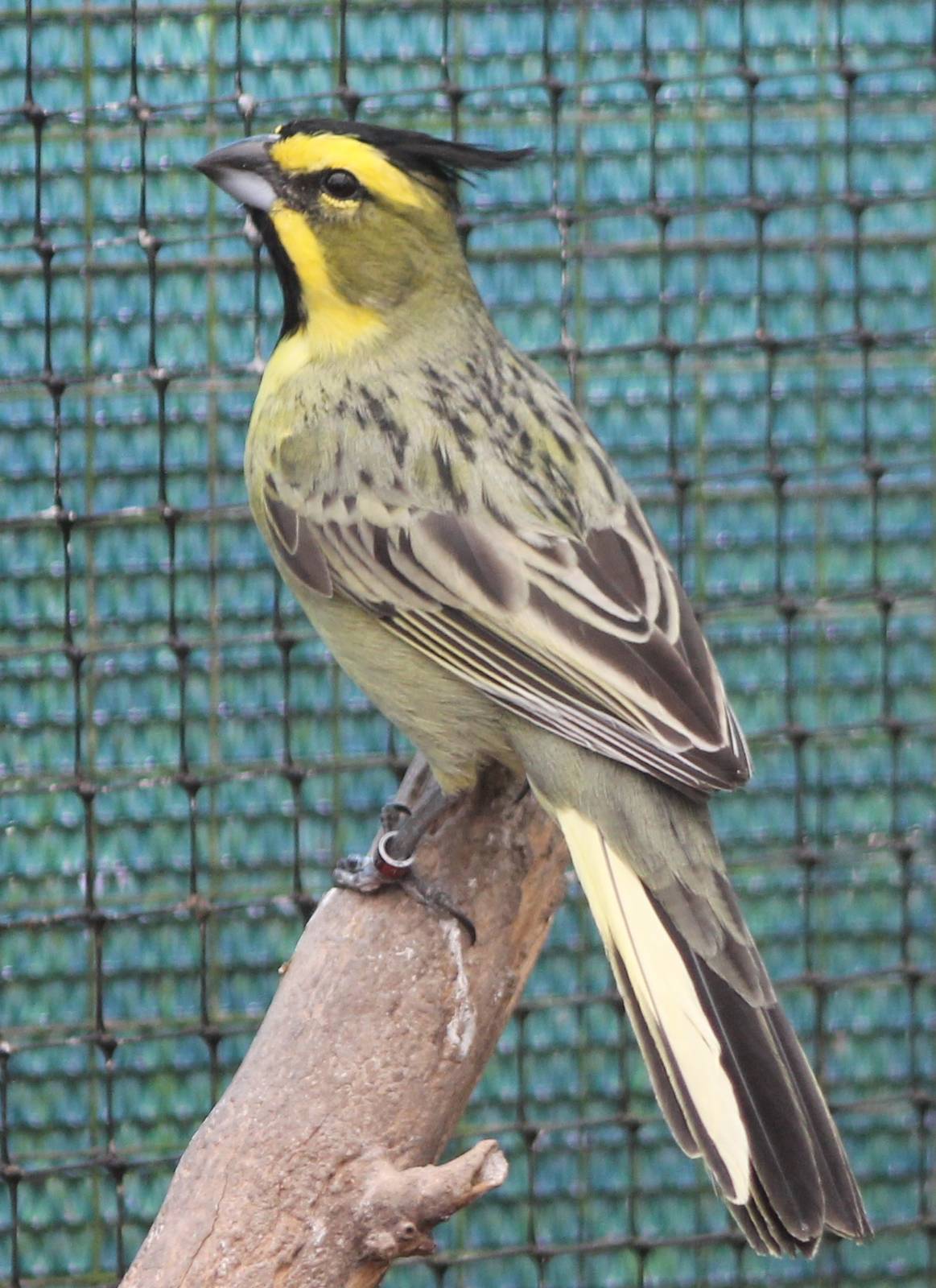 Yellow cardinal