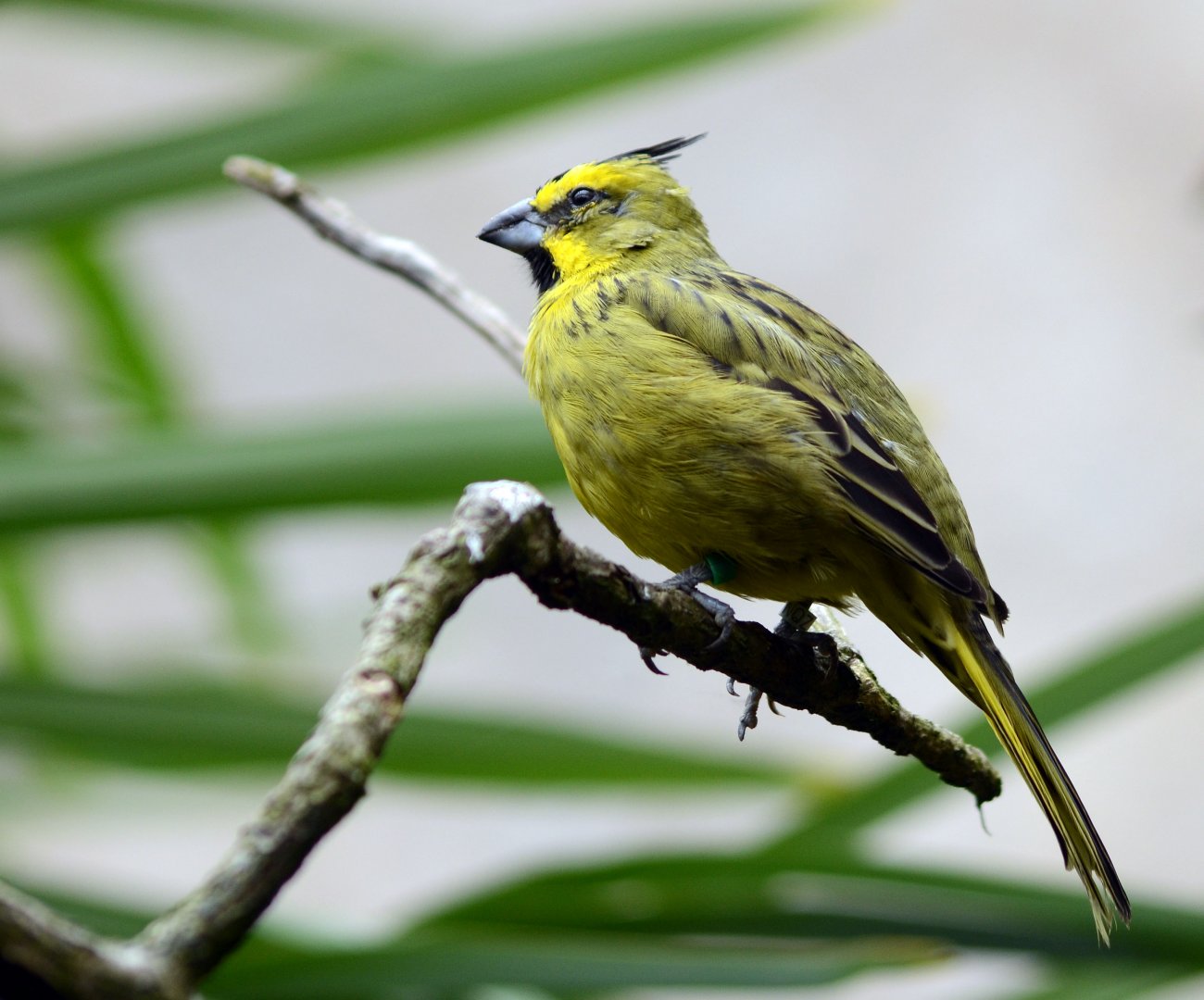 Yellow Cardinal