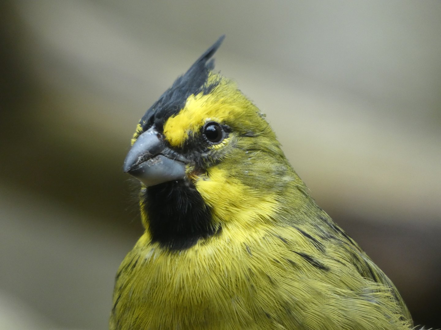 Yellow Cardinal