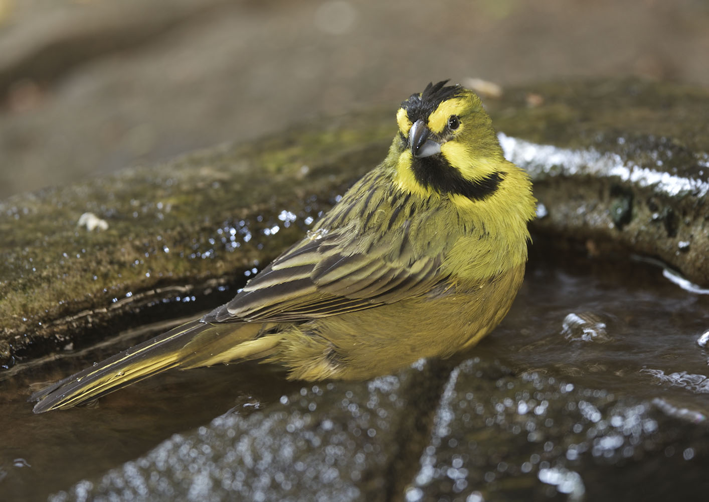 Yellow cardinal