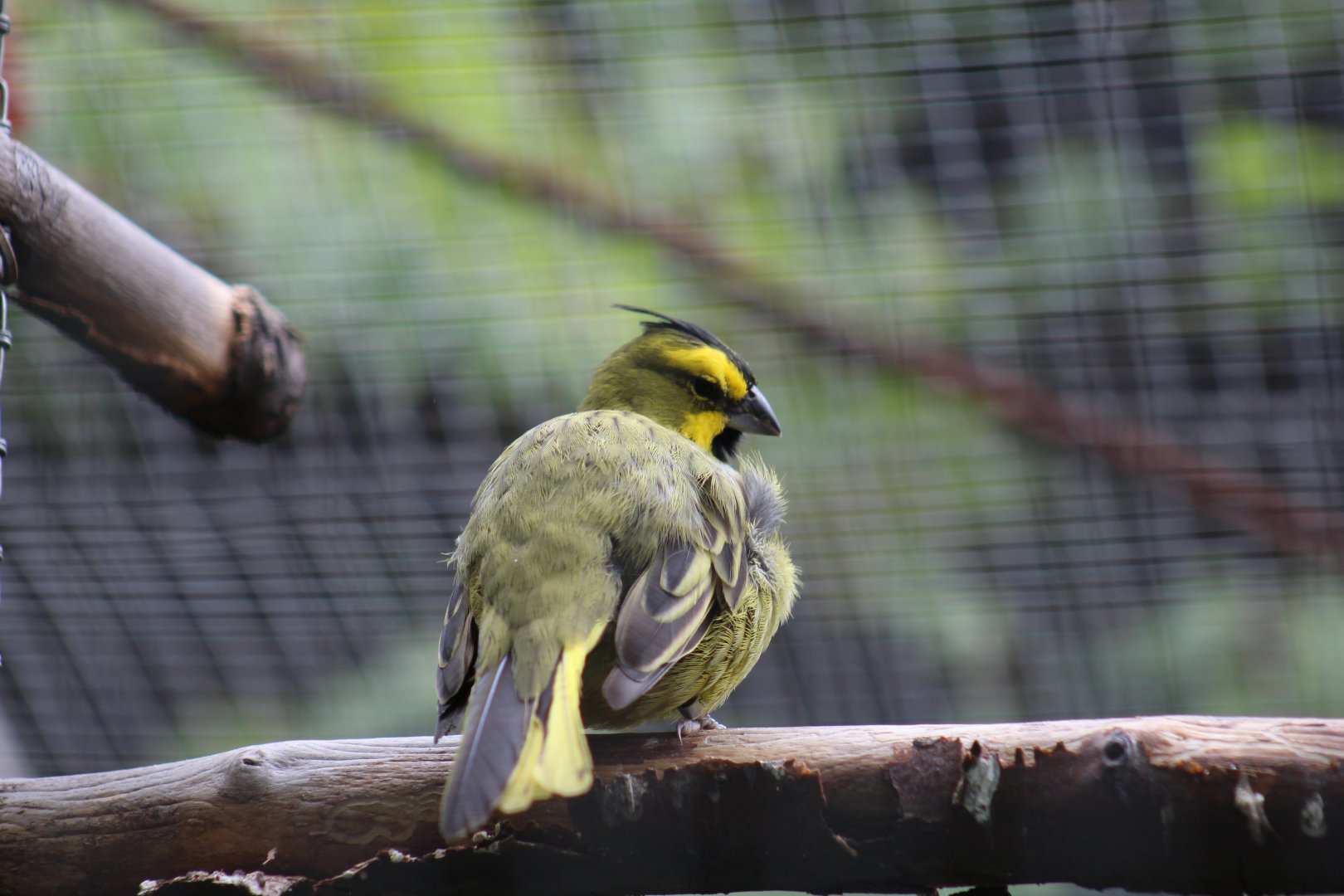 Yellow Cardinal