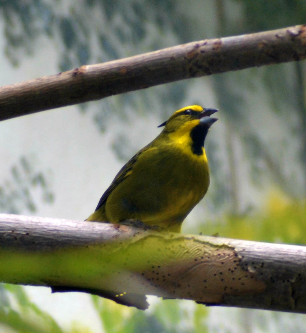 Yellow cardinal