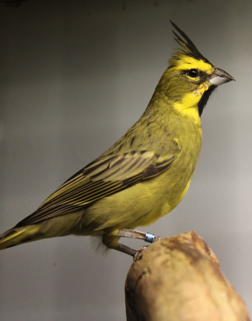Yellow cardinal