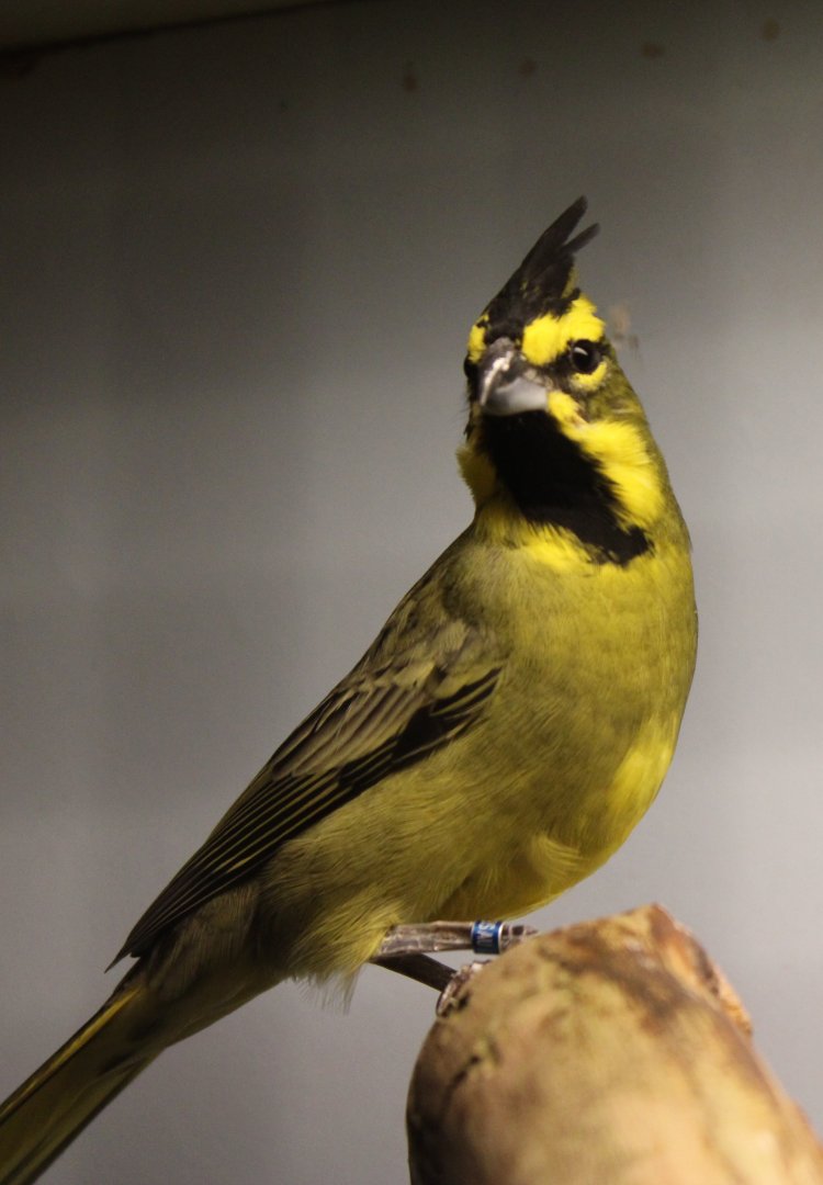 Yellow cardinal