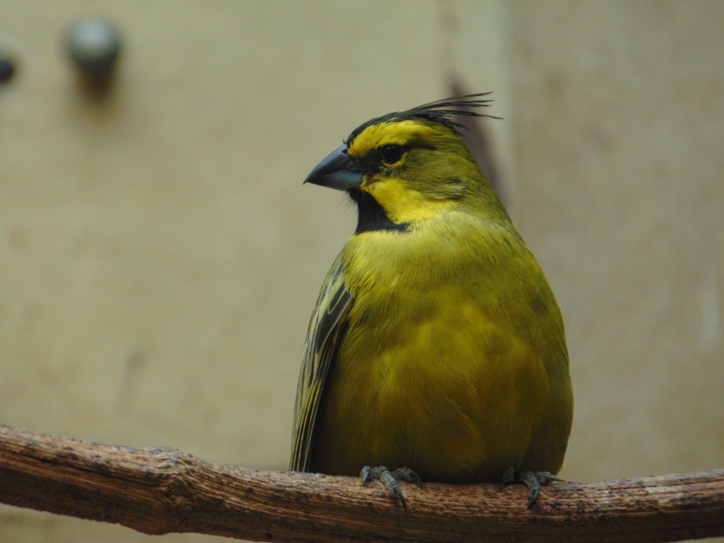 Yellow Cardinal