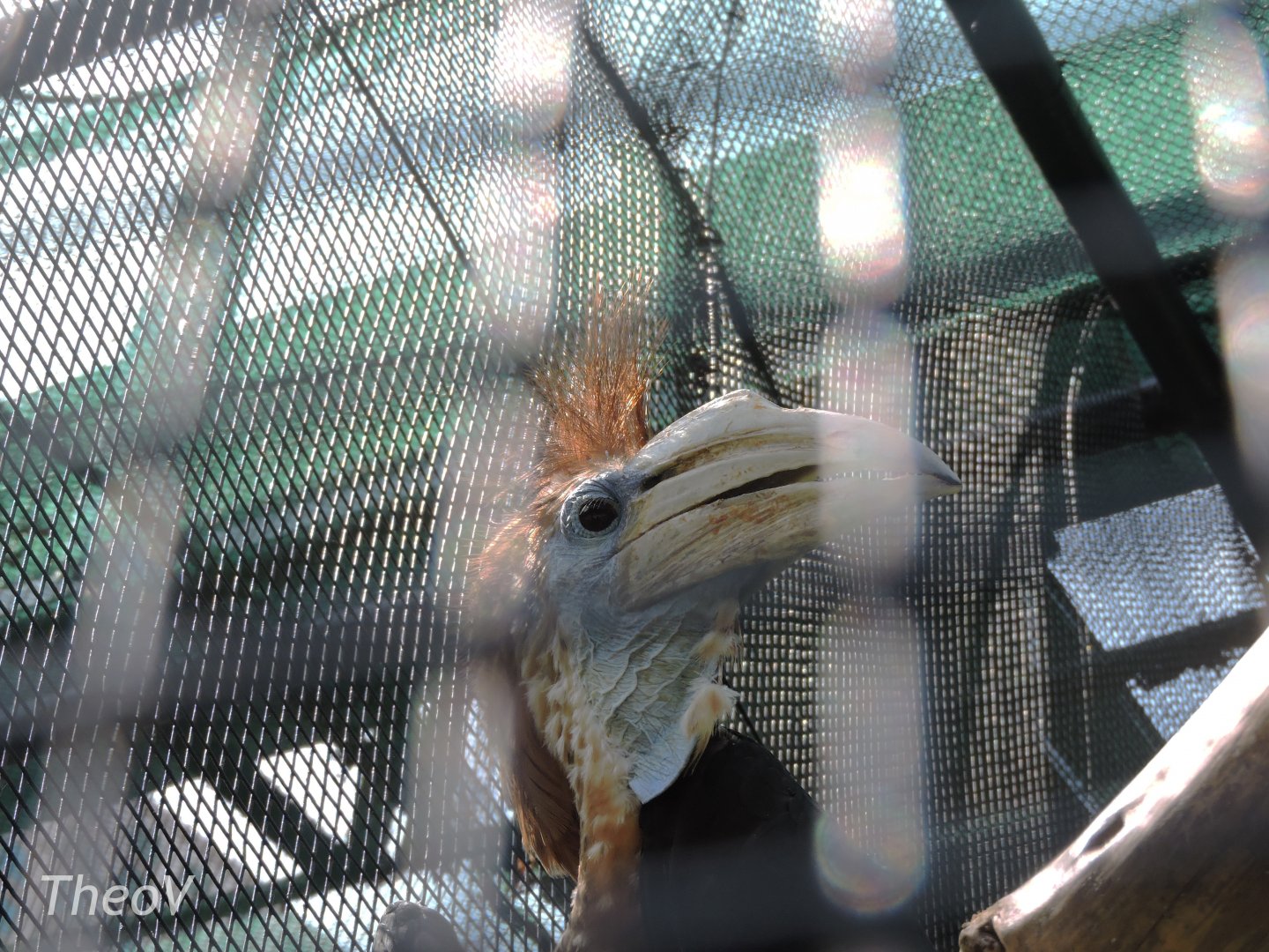 Yellow-casqued hornbill [2016]