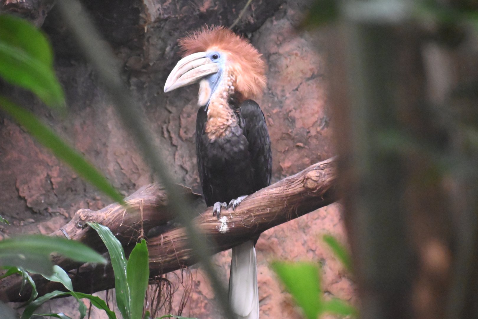 Yellow-casqued hornbill (Ceratogymna elata)