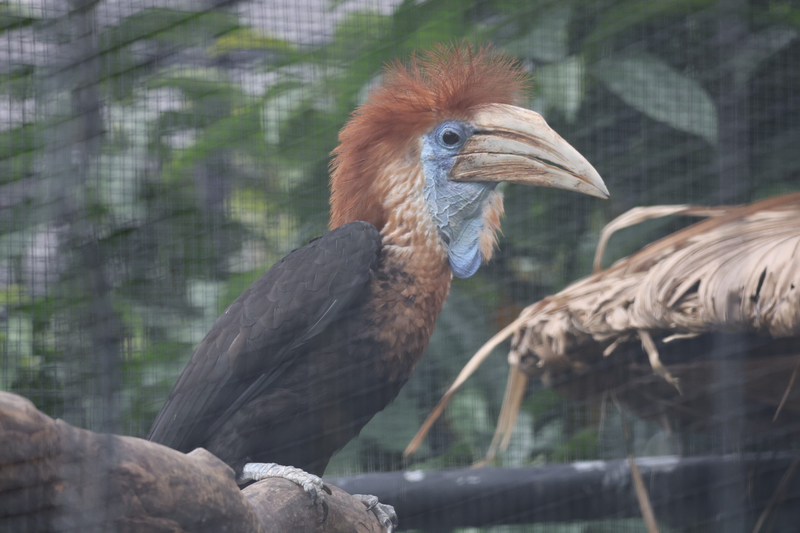 Yellow-casqued hornbill (Ceratogymna elata)