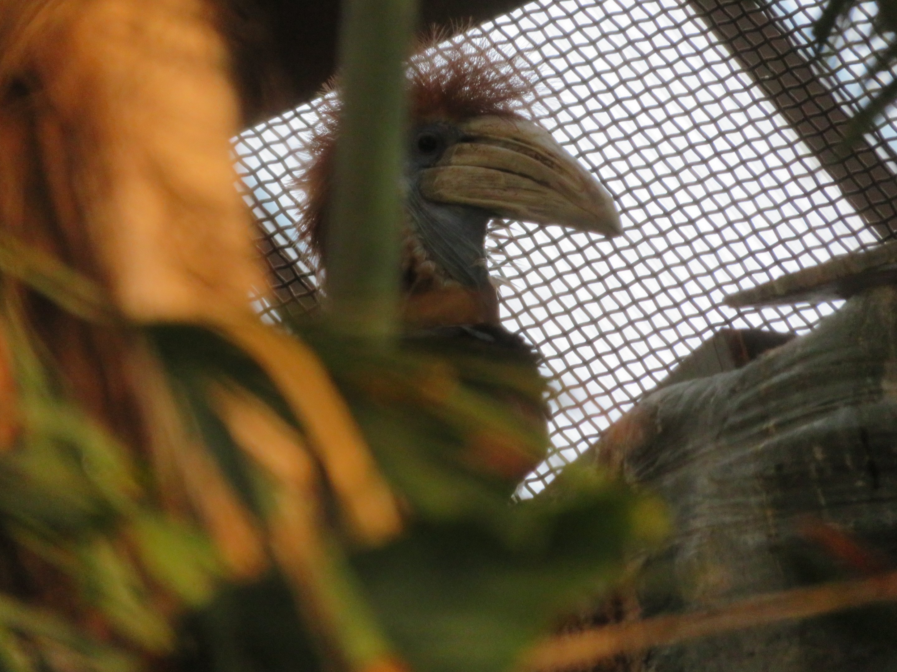 Yellow-casqued Hornbill (Female)