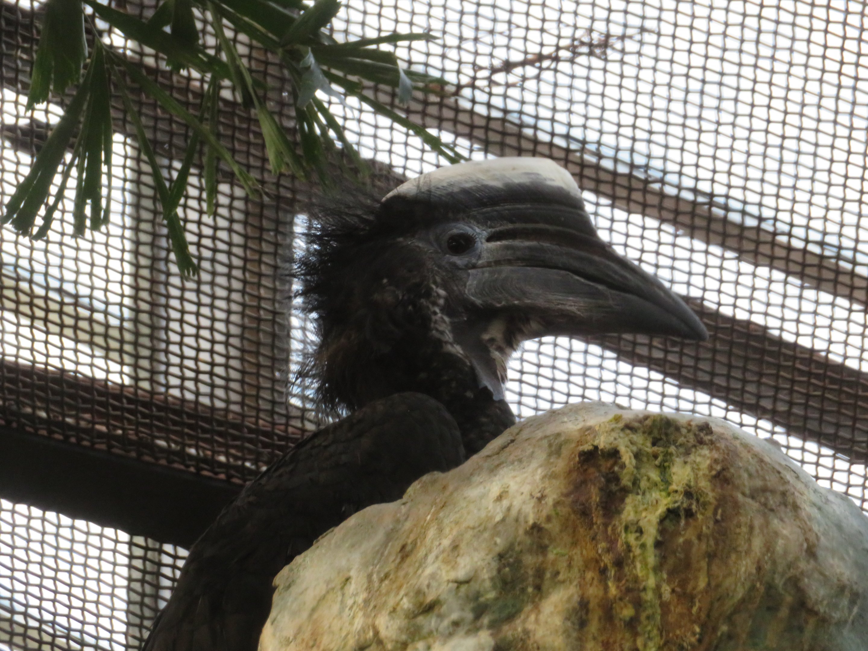 Yellow-casqued Hornbill (Male)