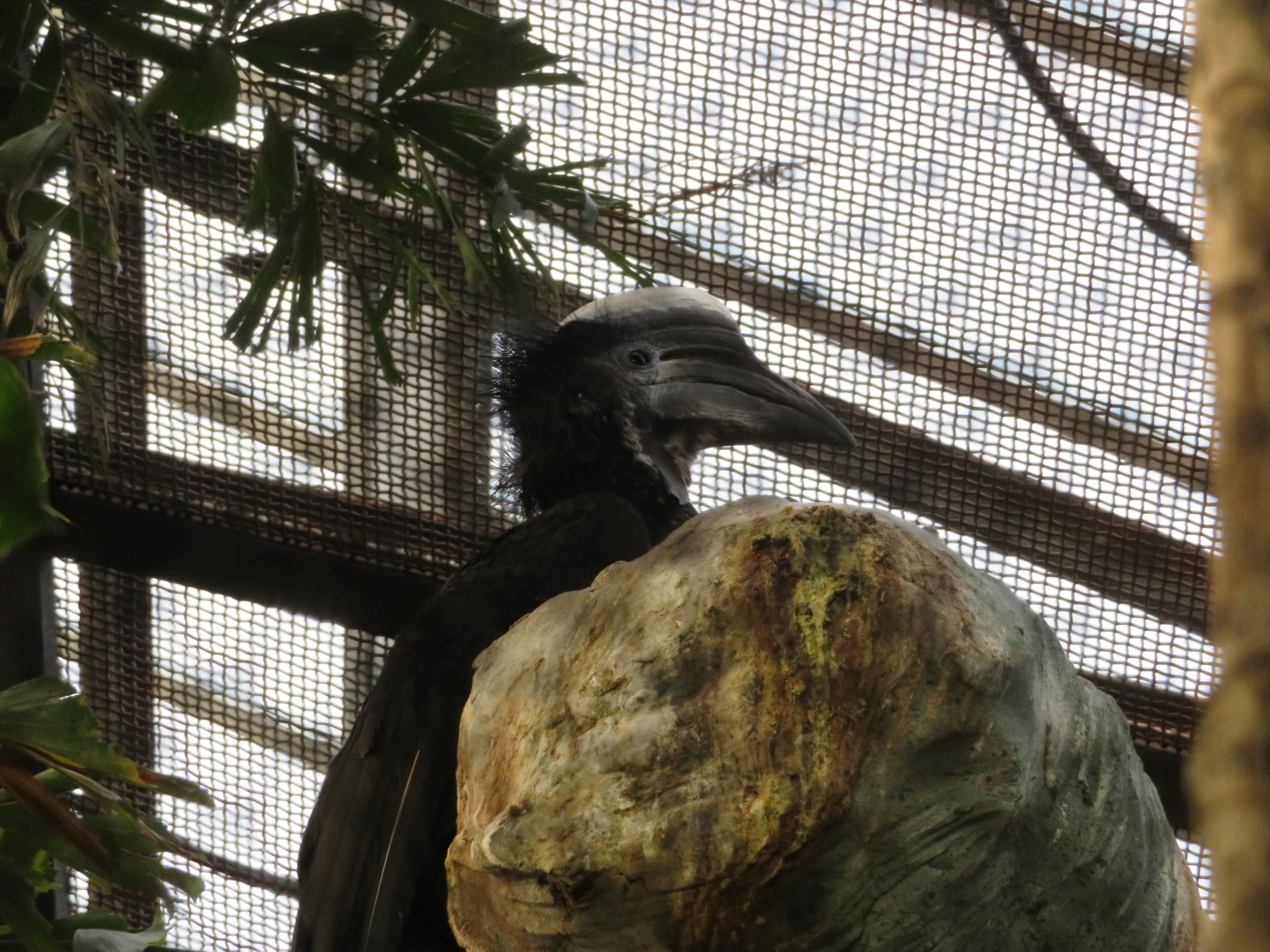 Yellow-casqued Hornbill (Male)