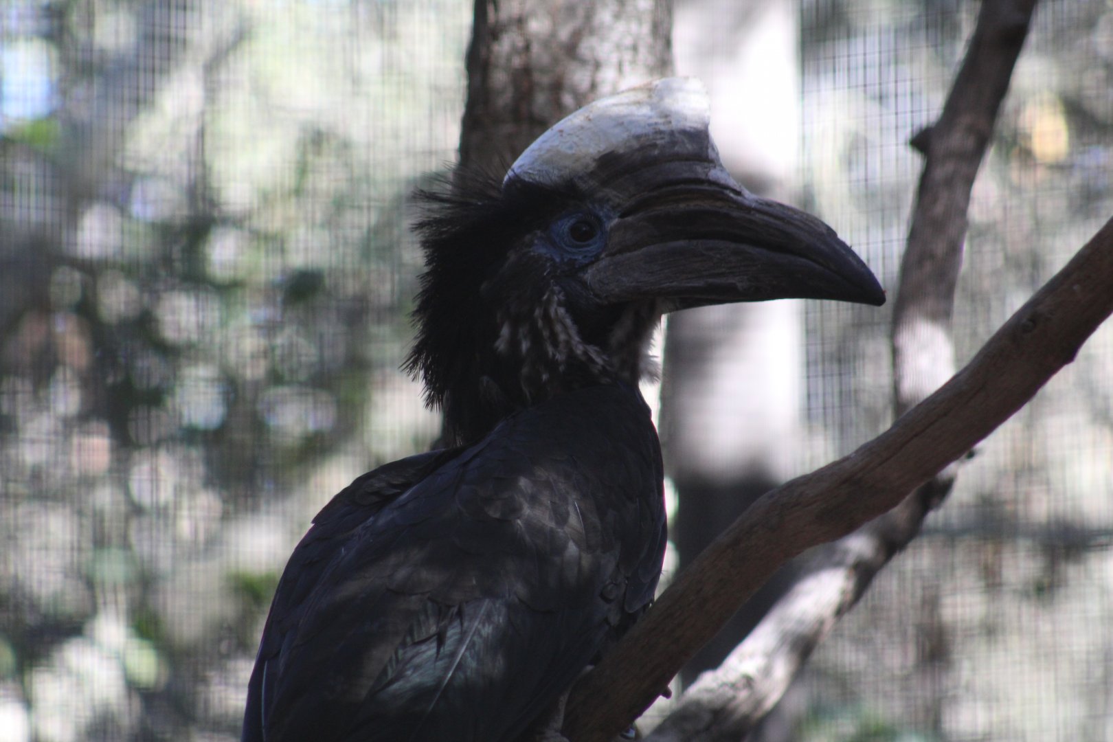 Yellow-Casqued Hornbill