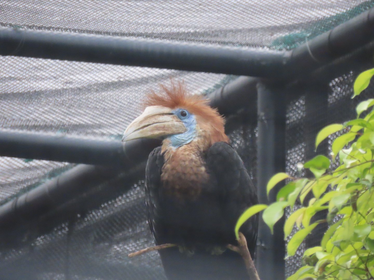 Yellow-casqued hornbill