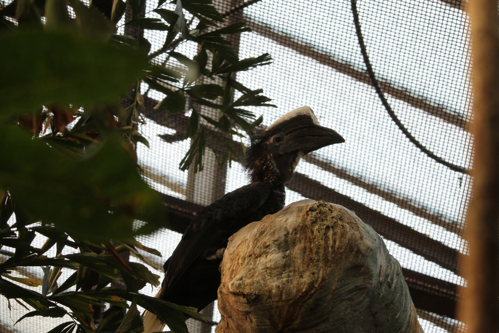 Yellow-casqued Hornbill