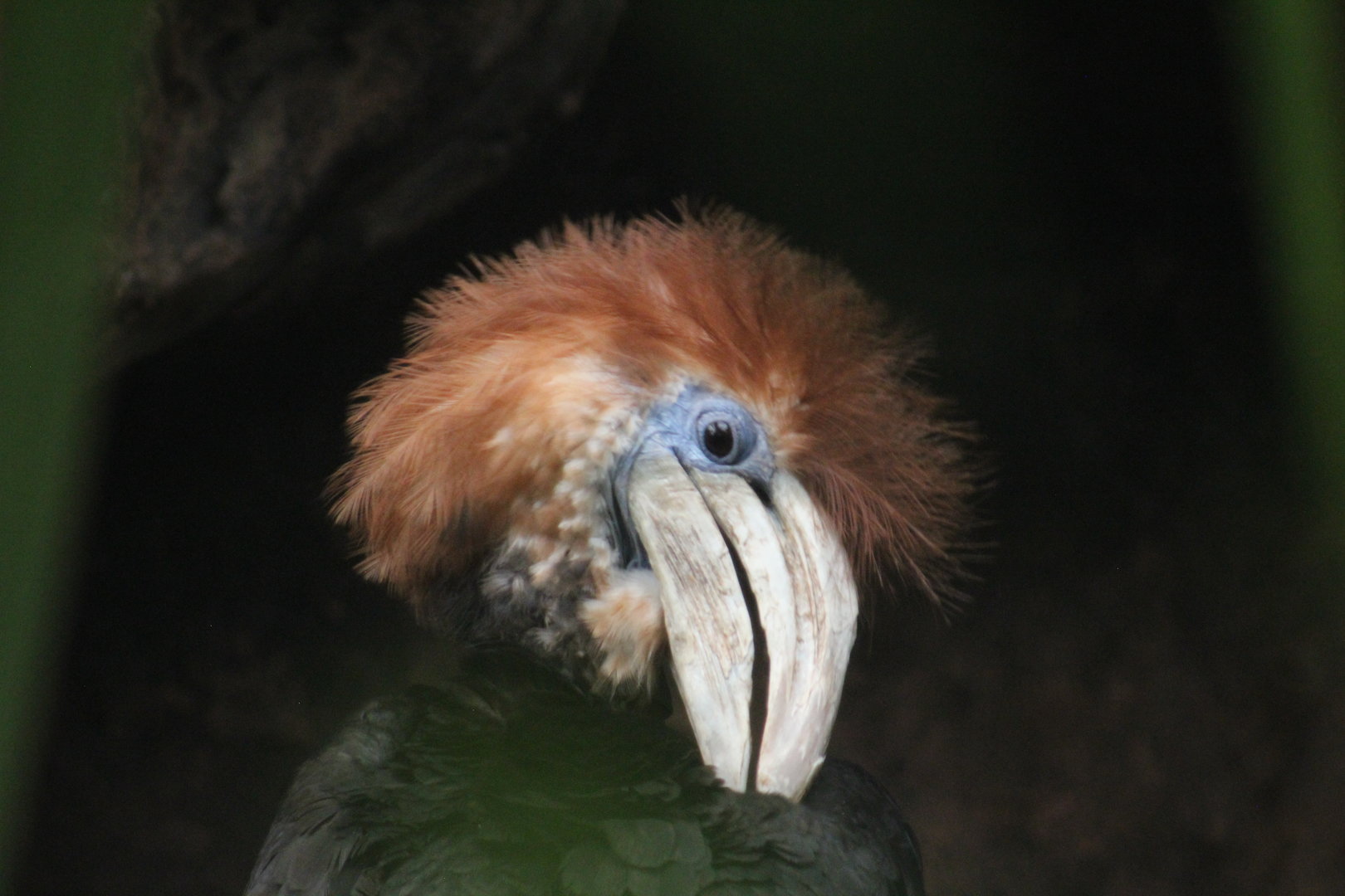Yellow-casqued hornbill