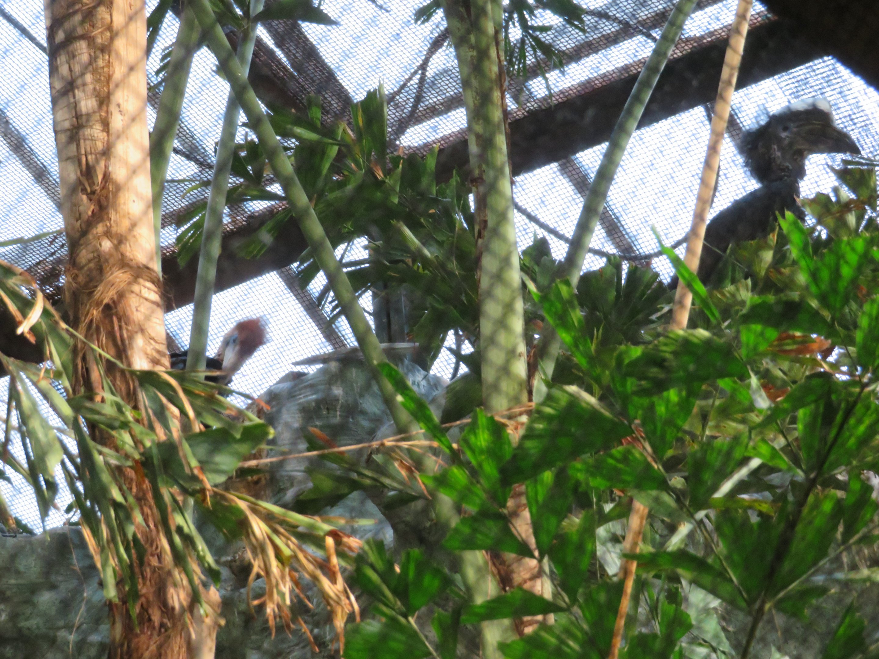 Yellow-casqued Hornbills