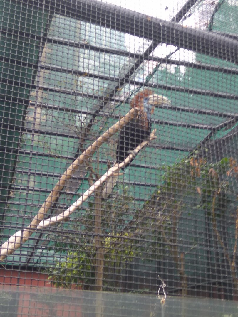Yellow-casqued wattled hornbill