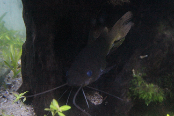 Yellow catfish (Hemibagrus nemurus)