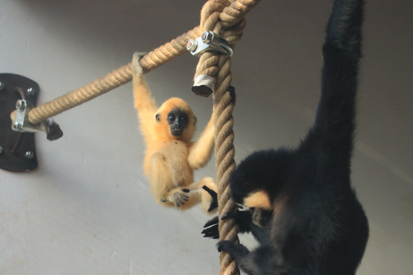 Yellow-cheeked gibbon baby (November 2019)