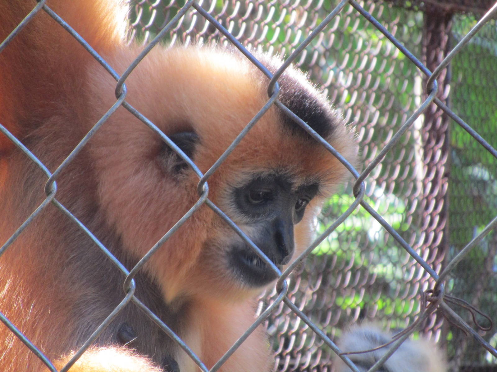 Yellow-cheeked Gibbon, Bear Sanctuary - Cat Tien