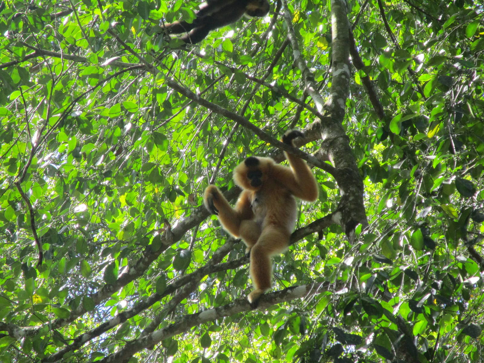 Yellow-cheeked Gibbon - Cat Tien