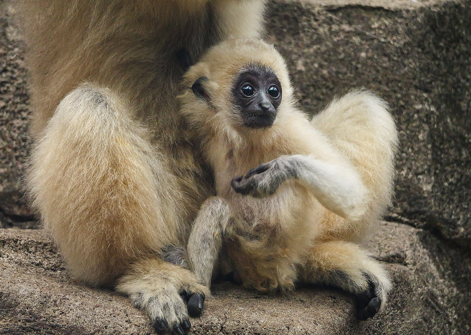 Yellow cheeked gibbon cub