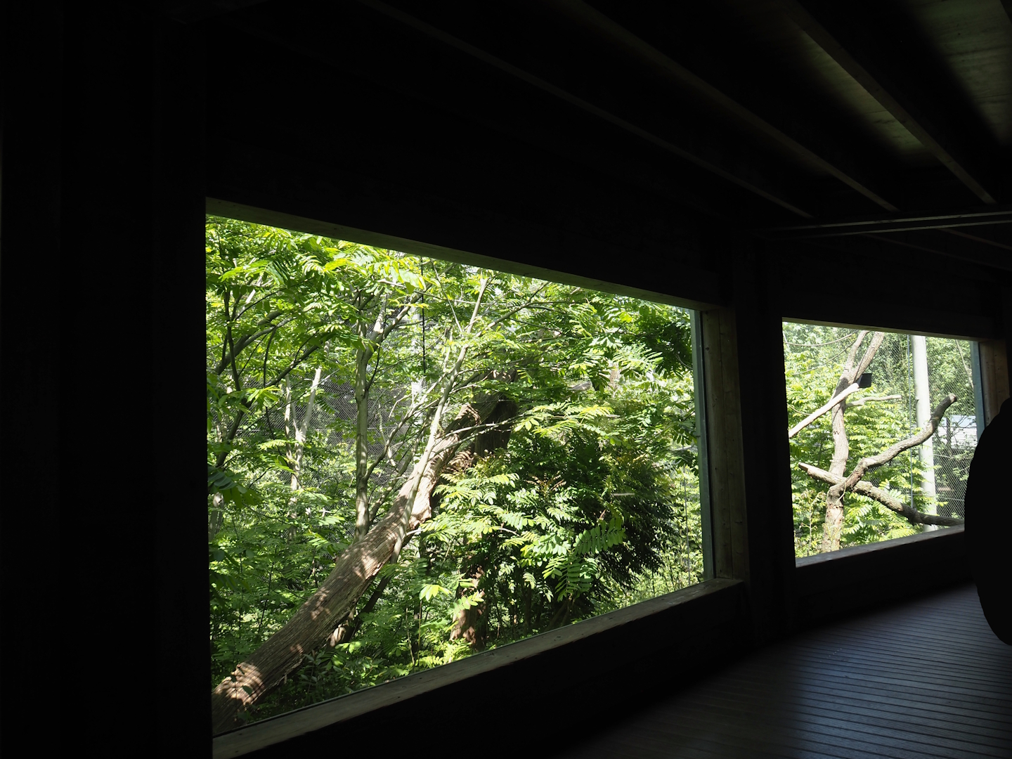 Yellow-cheeked gibbon exhibit, 2025-05-17