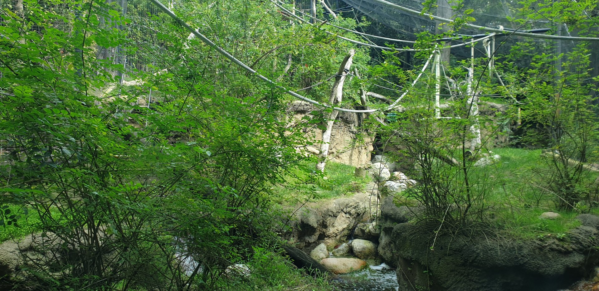 Yellow-cheeked gibbon exhibit, Asian Passage
