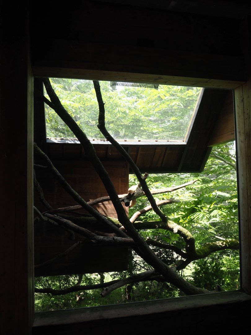 Yellow-cheeked gibbon exhibit - Viewable shelter next to visitor area, 2025-05-17