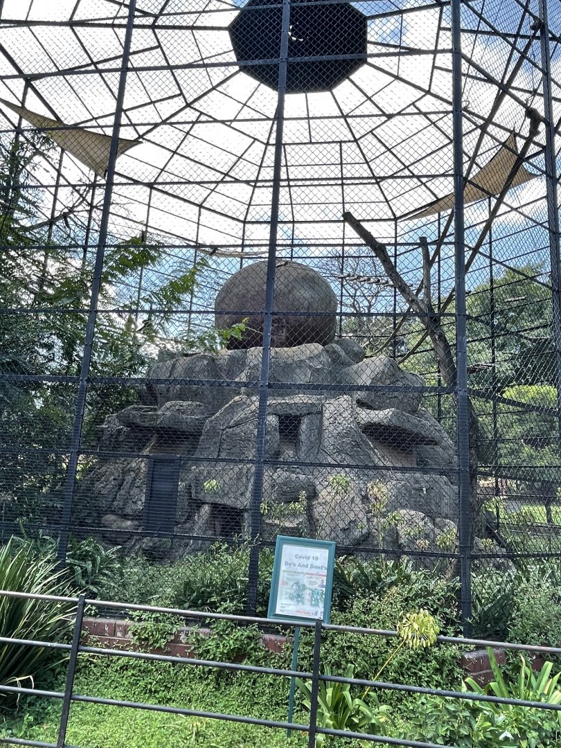 Yellow-Cheeked Gibbon Exhibit