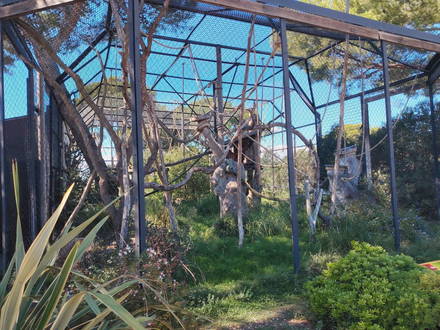 Yellow-cheeked Gibbon Exhibit
