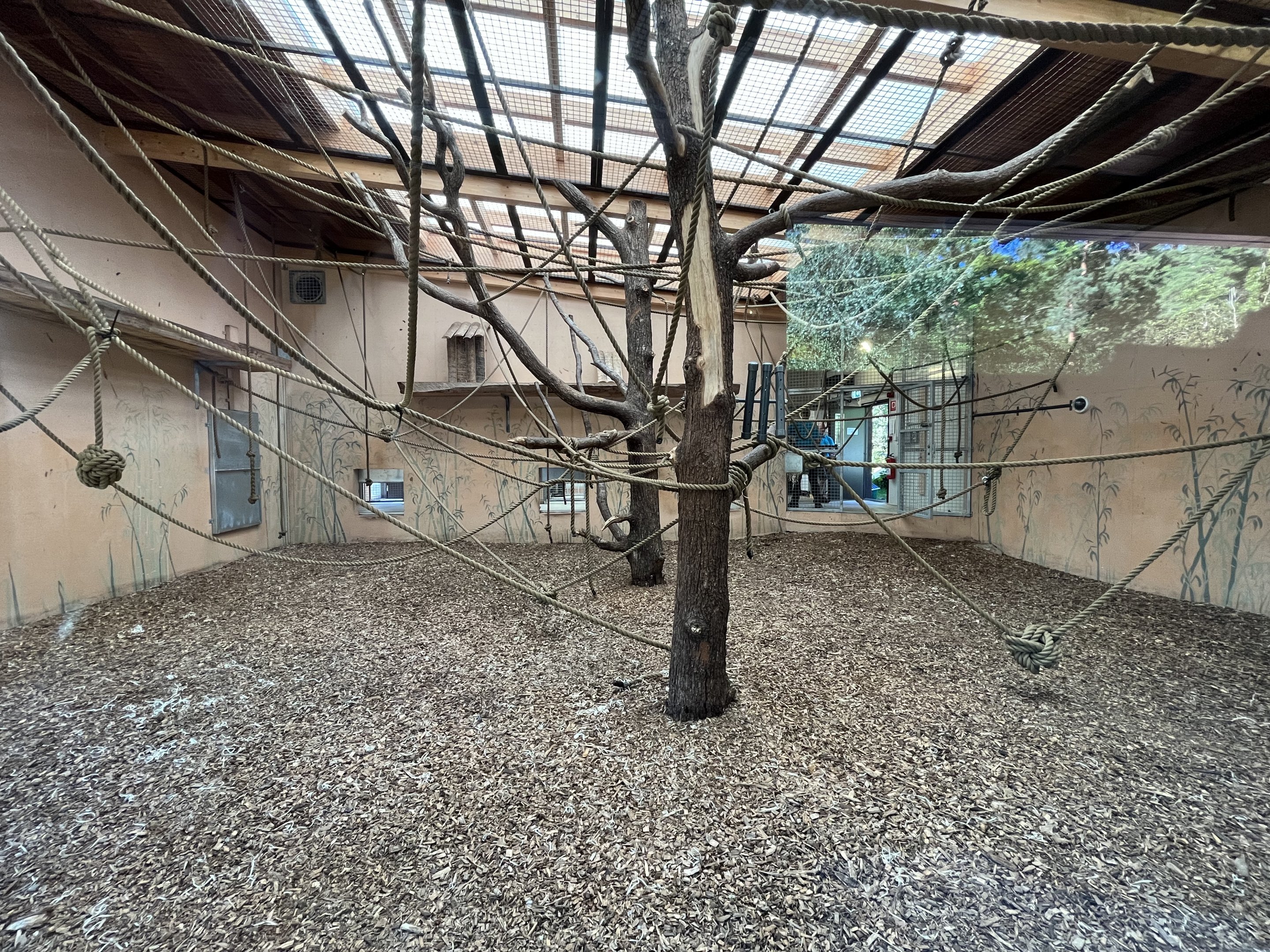 Yellow-cheeked Gibbon Indoor Exhibit