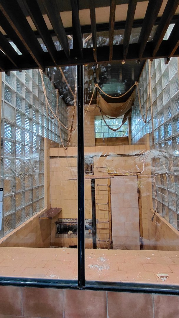 Yellow-cheeked gibbon indoor exhibit