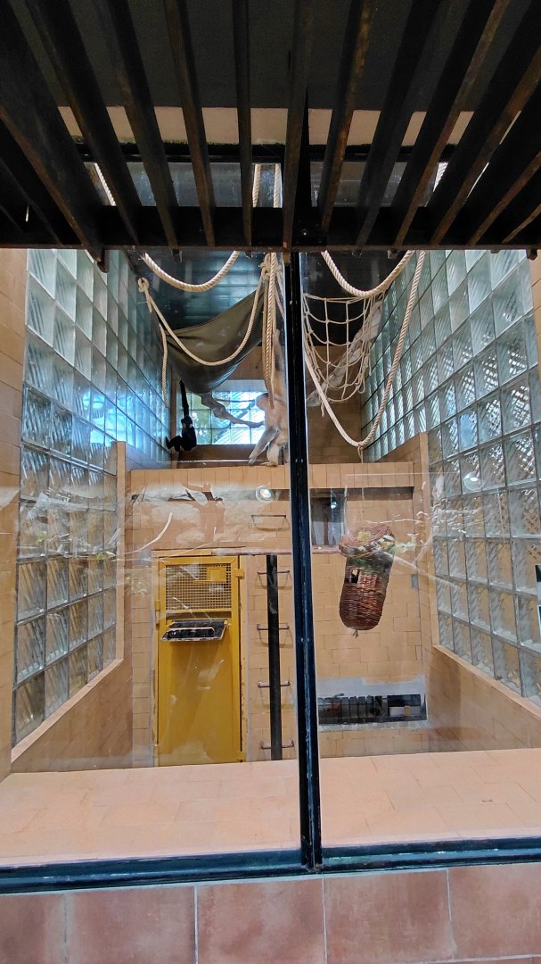 Yellow-cheeked gibbon indoor exhibit