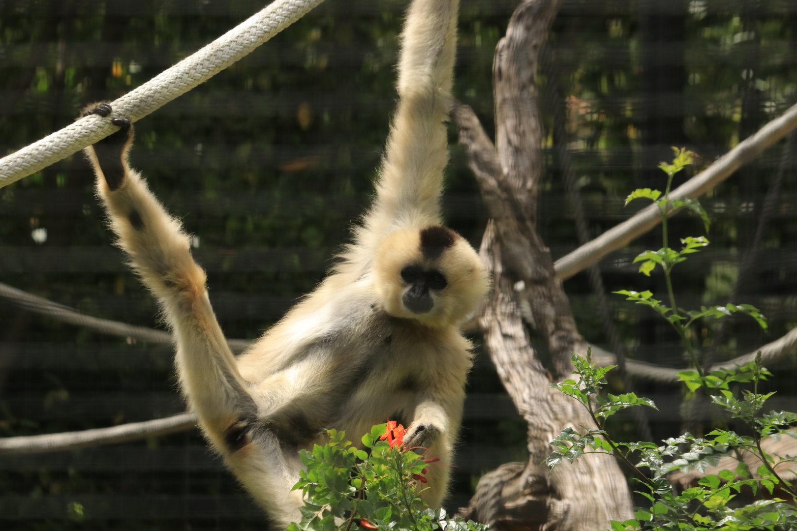 Yellow-cheeked gibbon (June 2019)