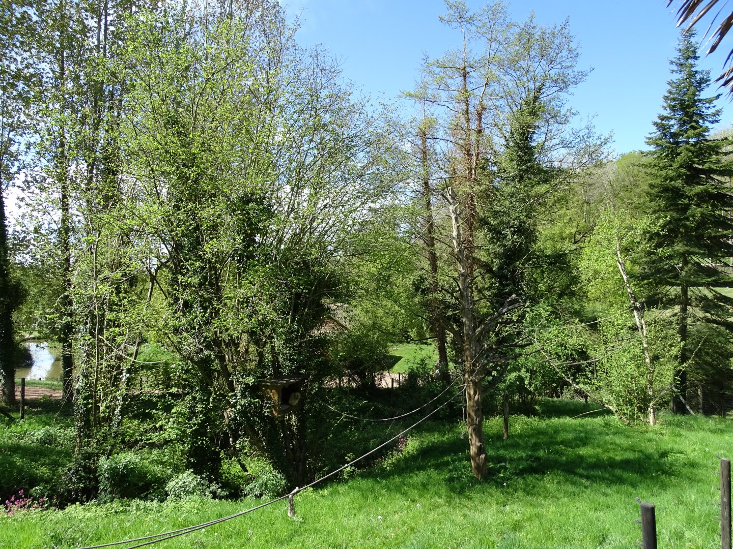 Yellow-cheeked gibbon (Nomascus gabriellae) exhibit
