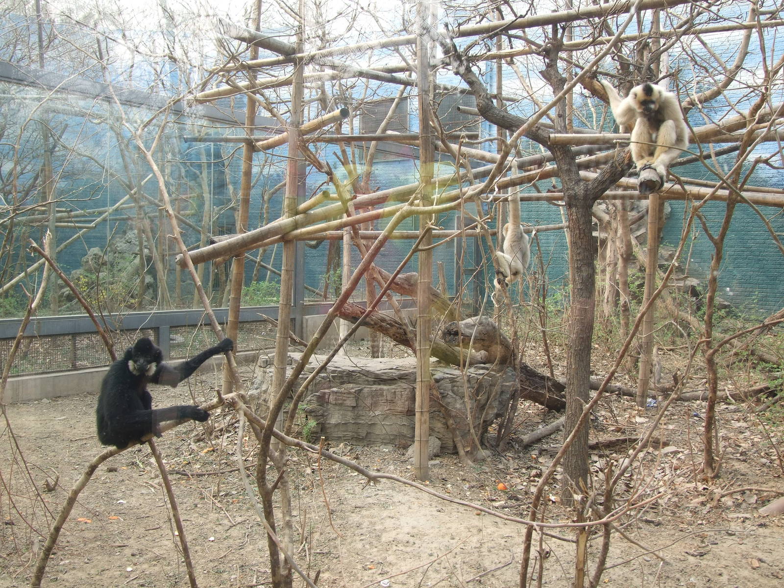 Yellow-cheeked gibbon (Nomascus gabriellae) family
