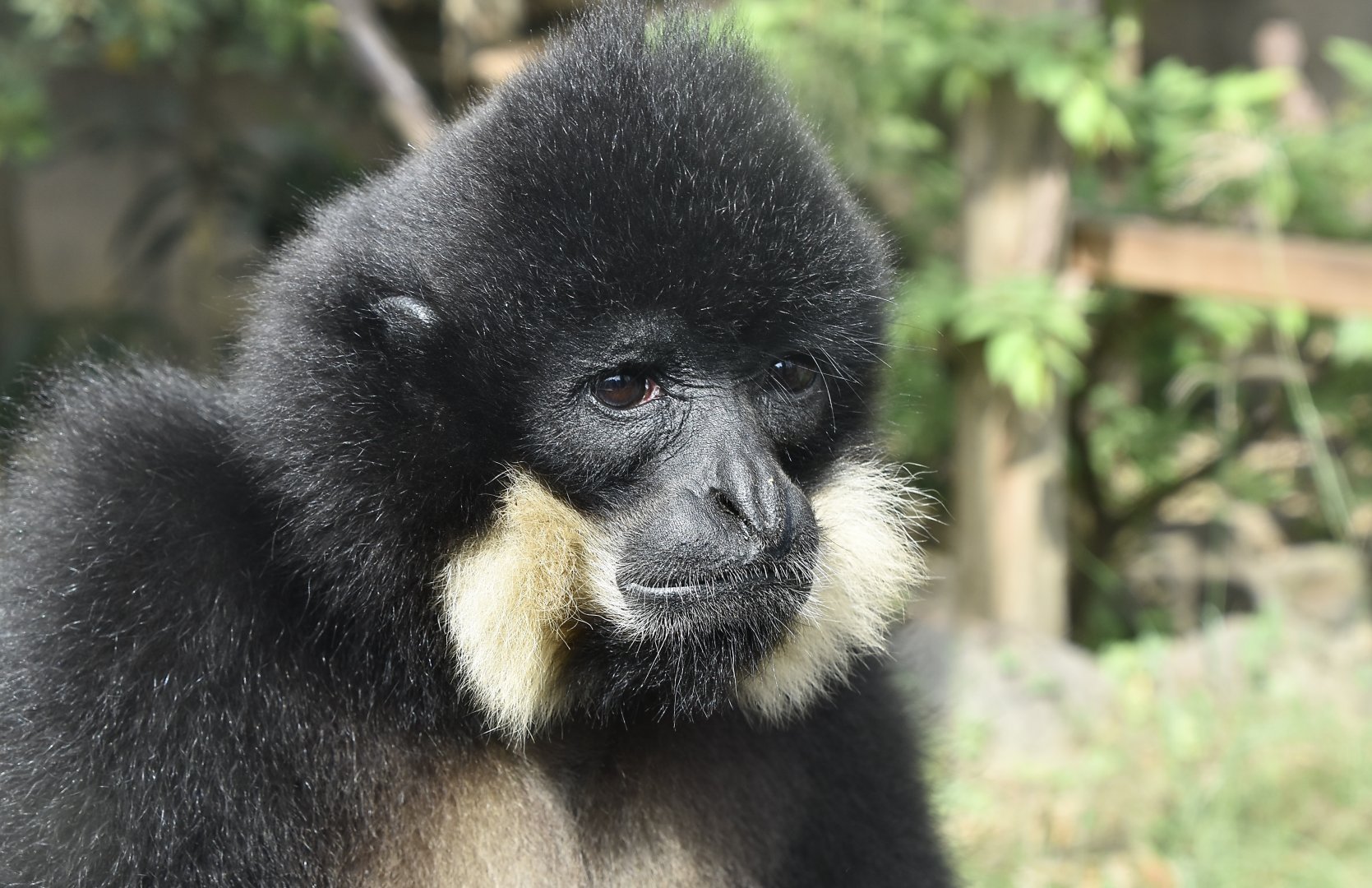 Yellow-Cheeked Gibbon (Nomascus gabriellae) male