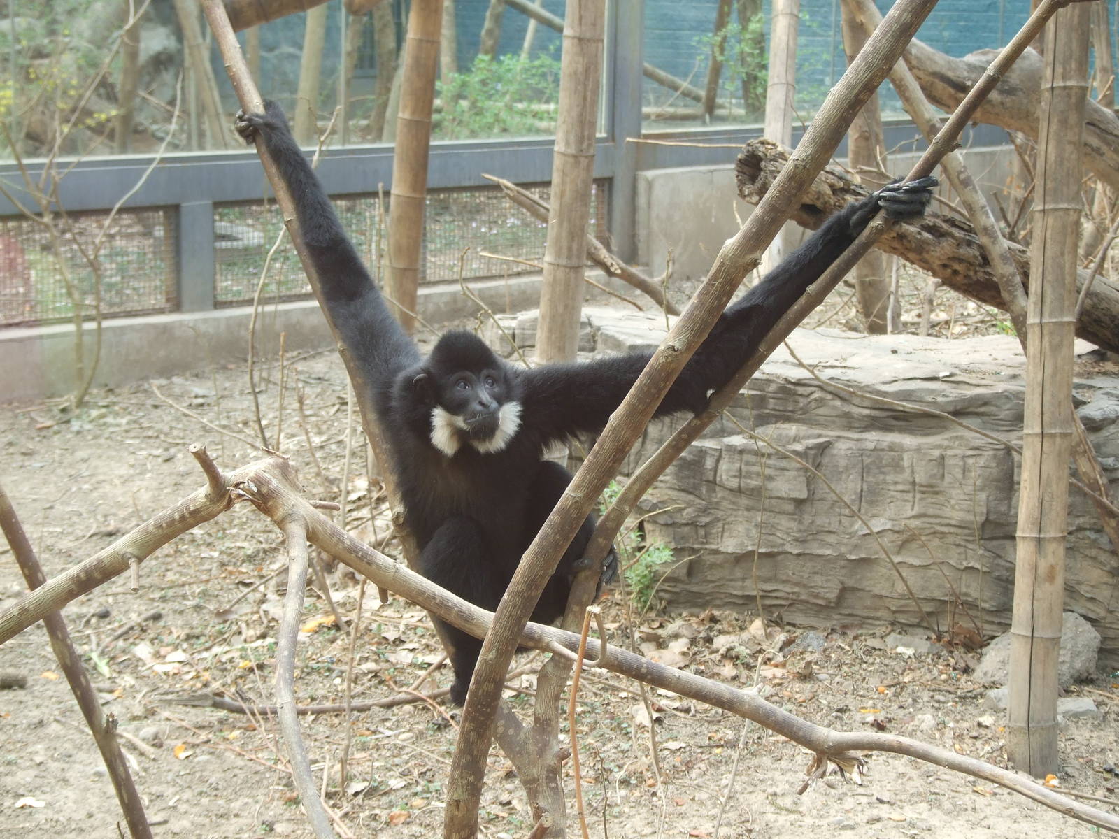 Yellow-cheeked gibbon (Nomascus gabriellae)