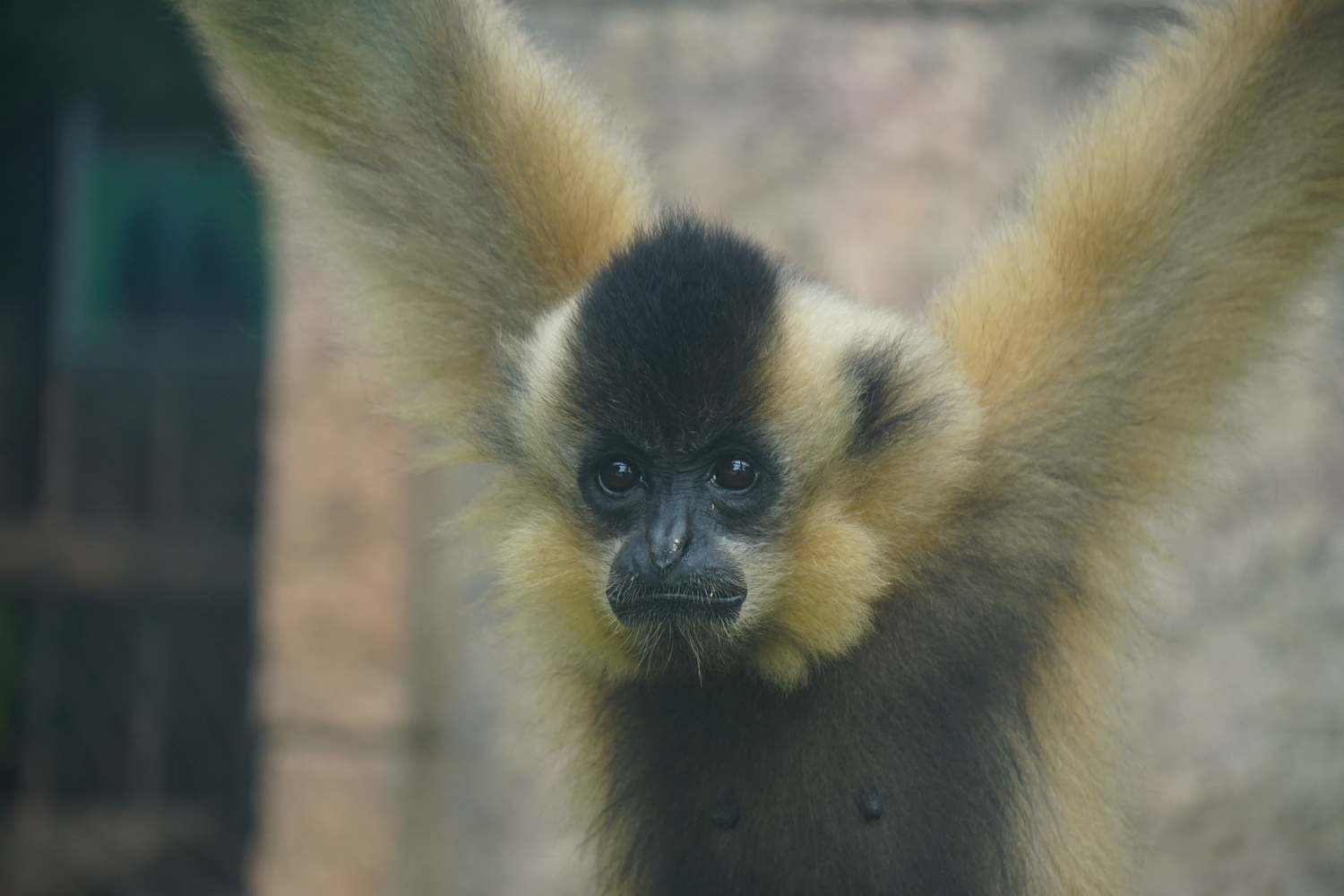 Yellow-cheeked gibbon (Nomascus gabriellae)