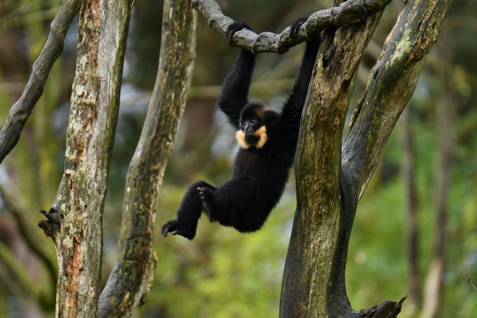 Yellow-cheeked gibbon (Nomascus gabriellae)