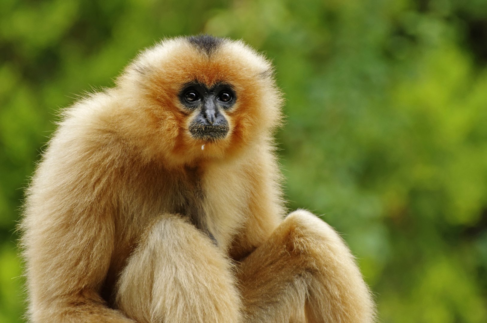 Yellow-cheeked gibbon (Nomascus gabriellae)