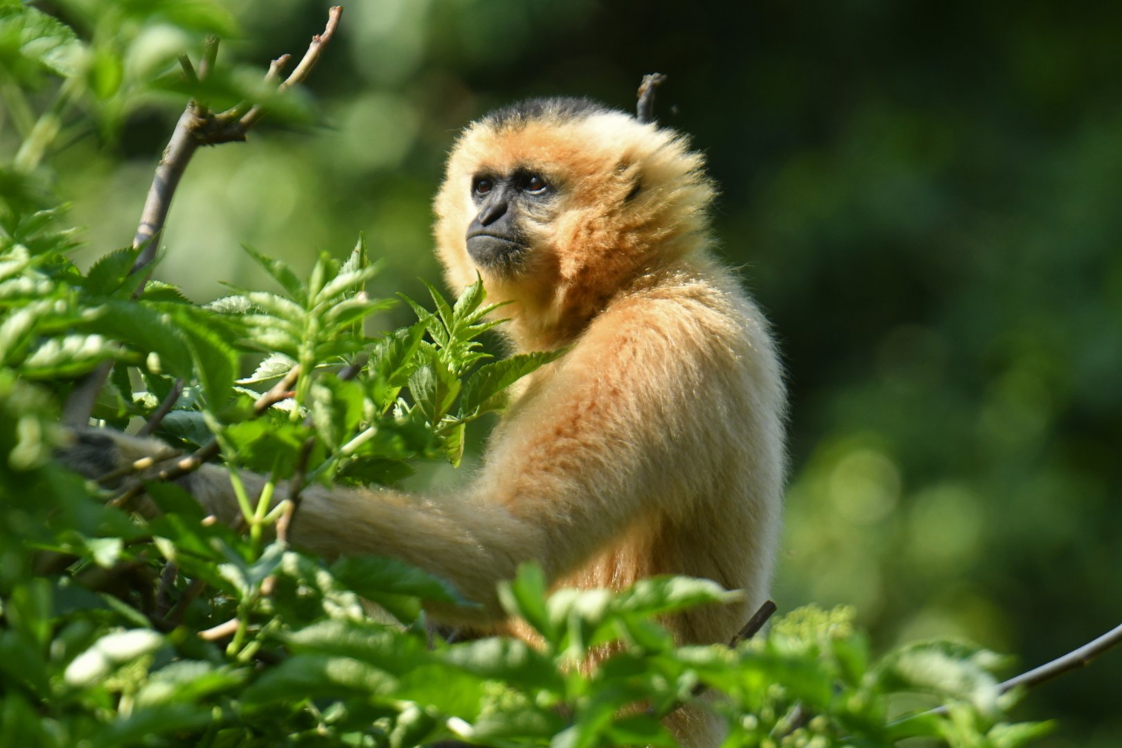 Yellow-cheeked gibbon (Nomascus gabriellae)