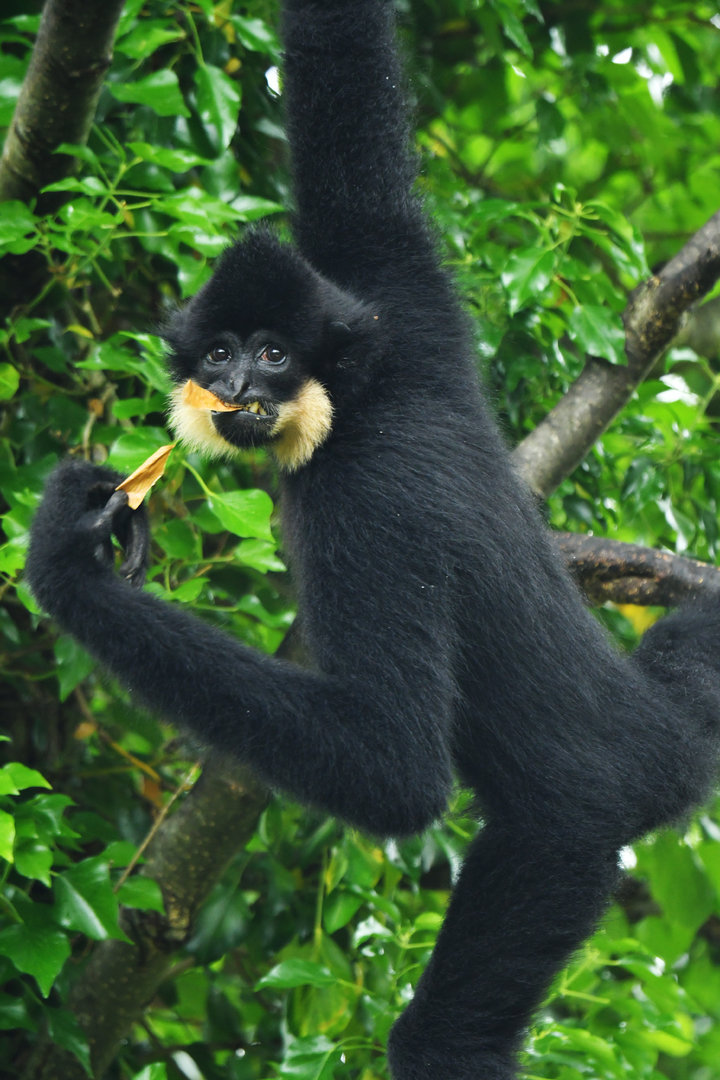 Yellow-cheeked gibbon (Nomascus gabriellae)